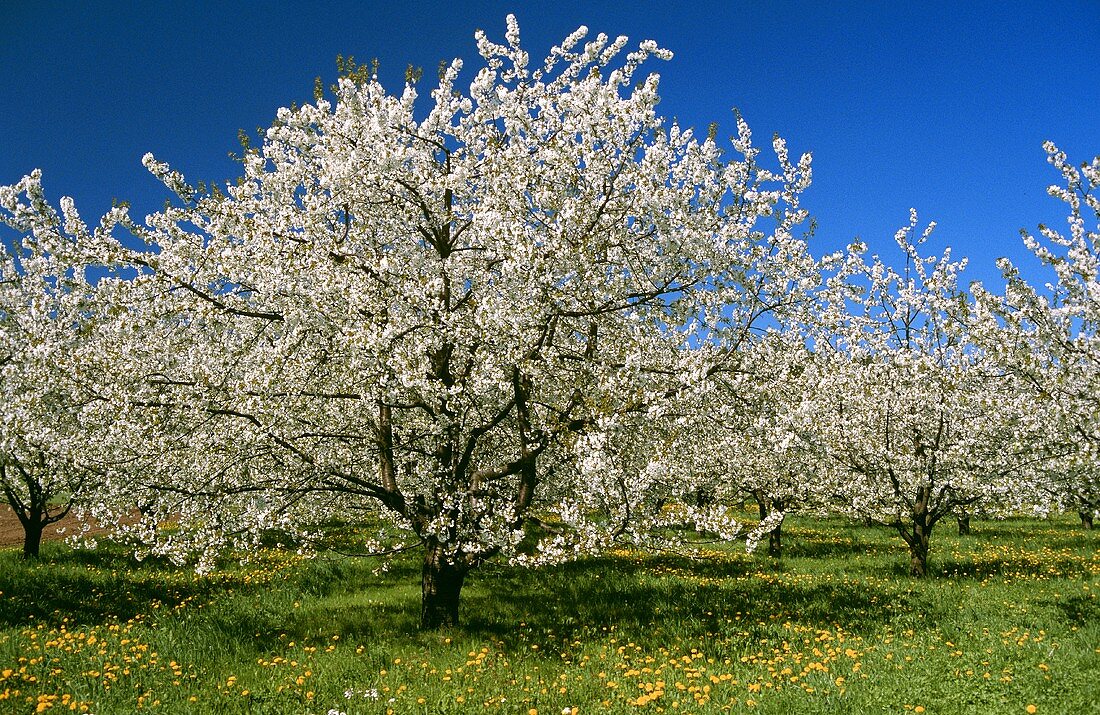 Blühende Kirschbäume auf Frühlingswiese