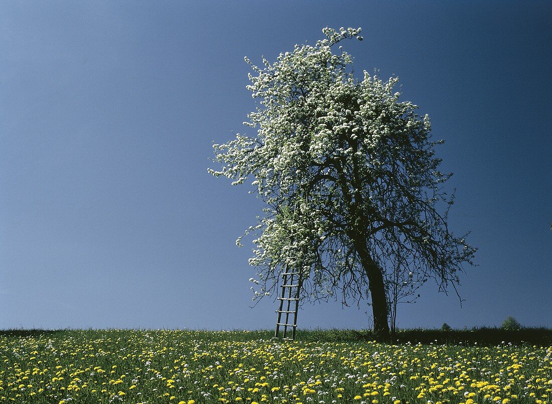 Ein blühender Birnbaum mit Leiter auf Frühlingswiese