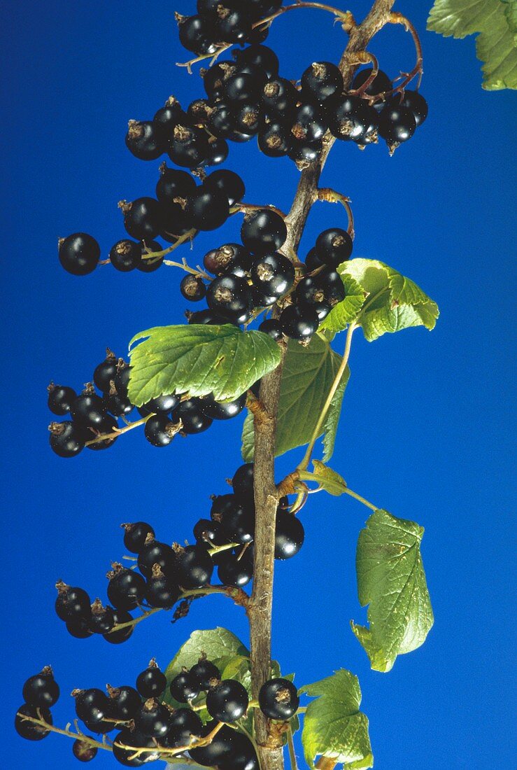 Schwarze Johannisbeeren am Strauch