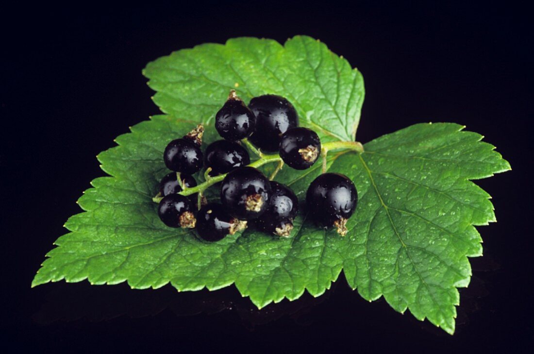 Schwarze Johannisbeeren auf einem Blatt