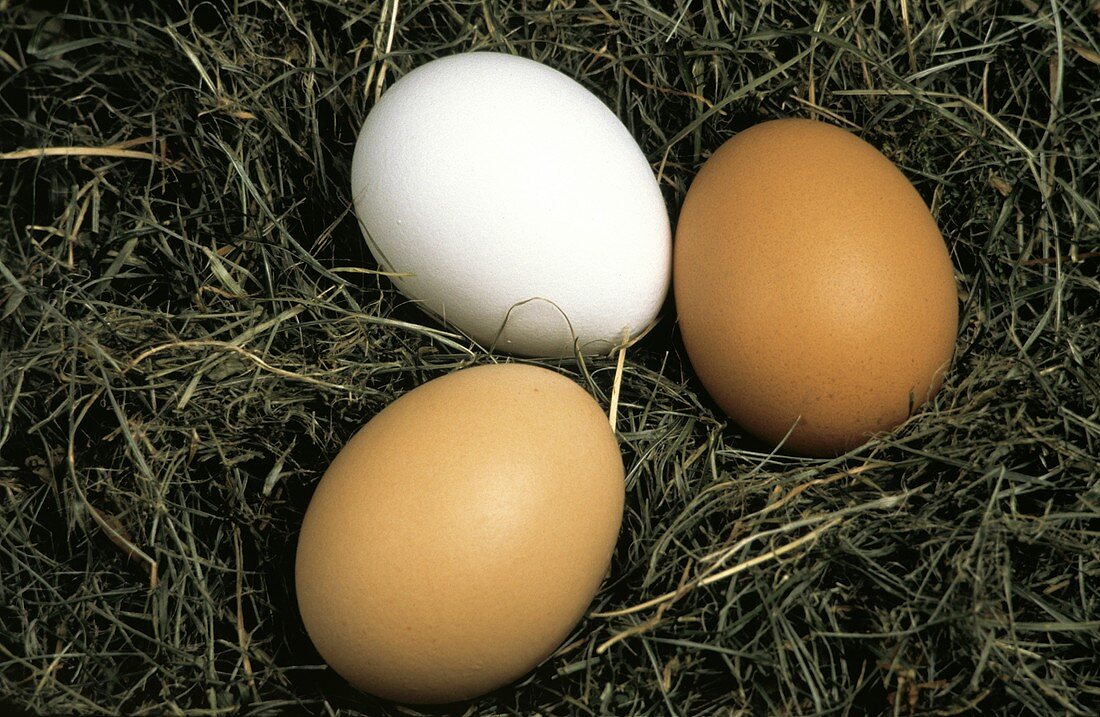 Zwei braune Eier & ein weisses Ei im Heu