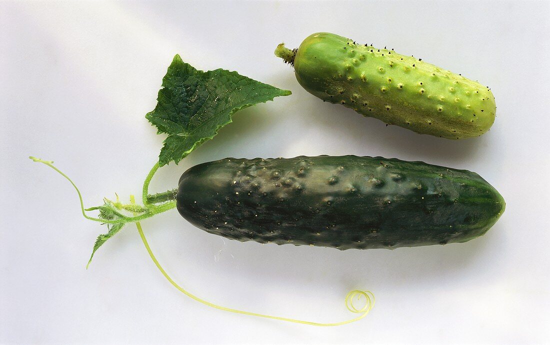 A large and a small cucumber side by side 