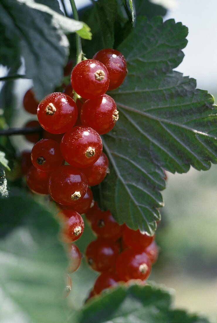 Redcurrants on the bush (close-up)