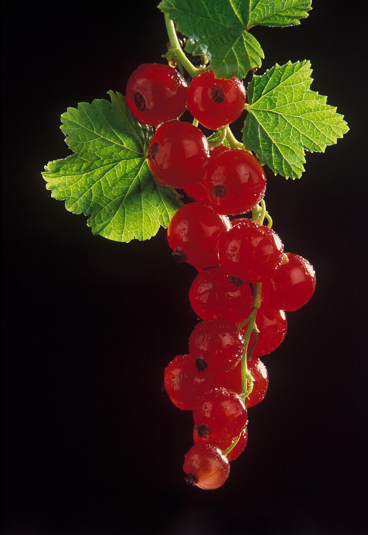 A Branch Full of Red Currants