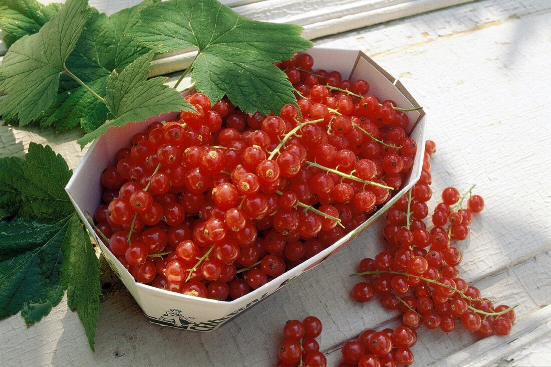 Fresh Red Currants
