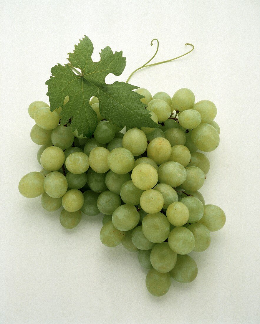Grüne Trauben mit Weinblatt