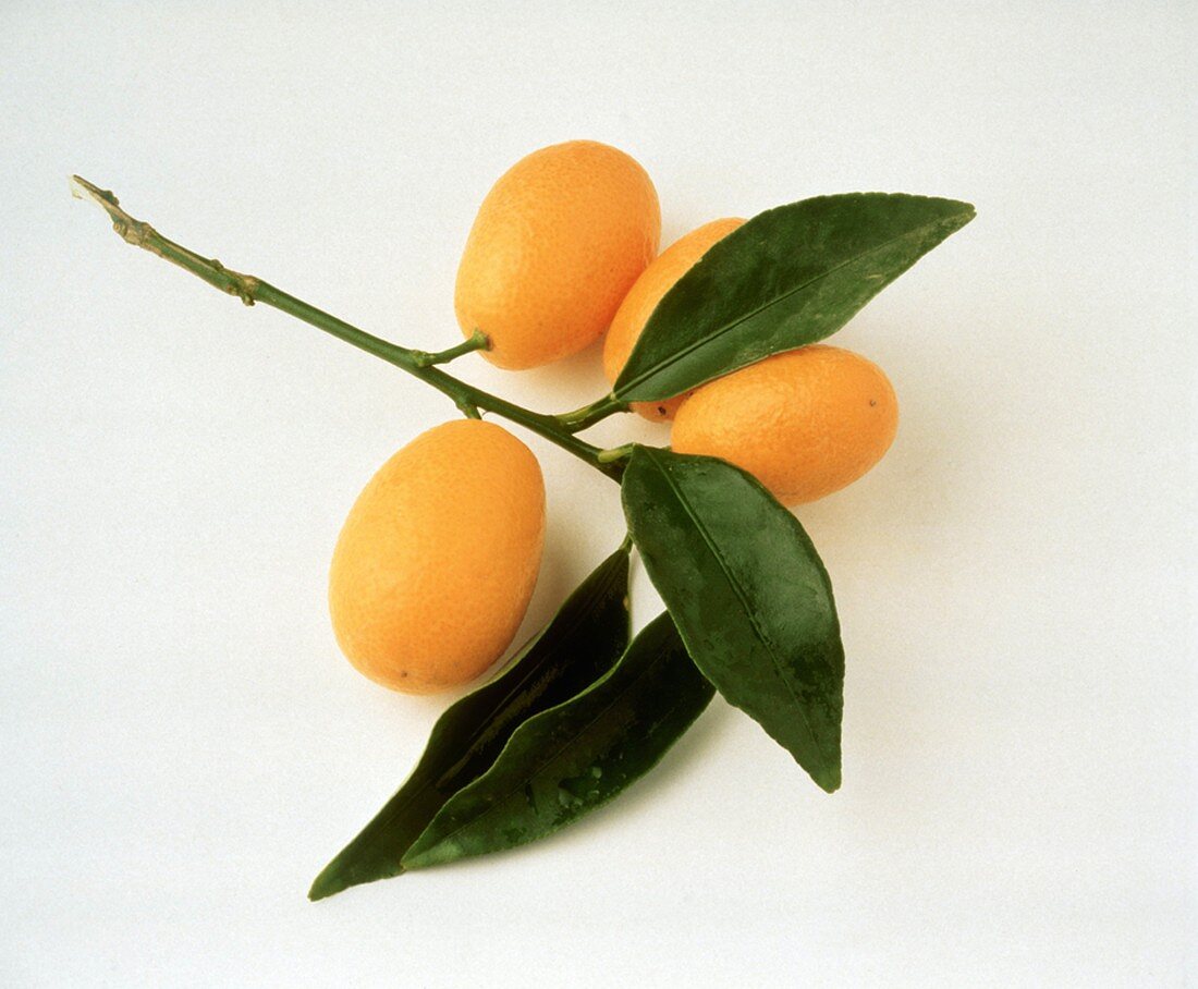 Ein Zweig mit Kumquats