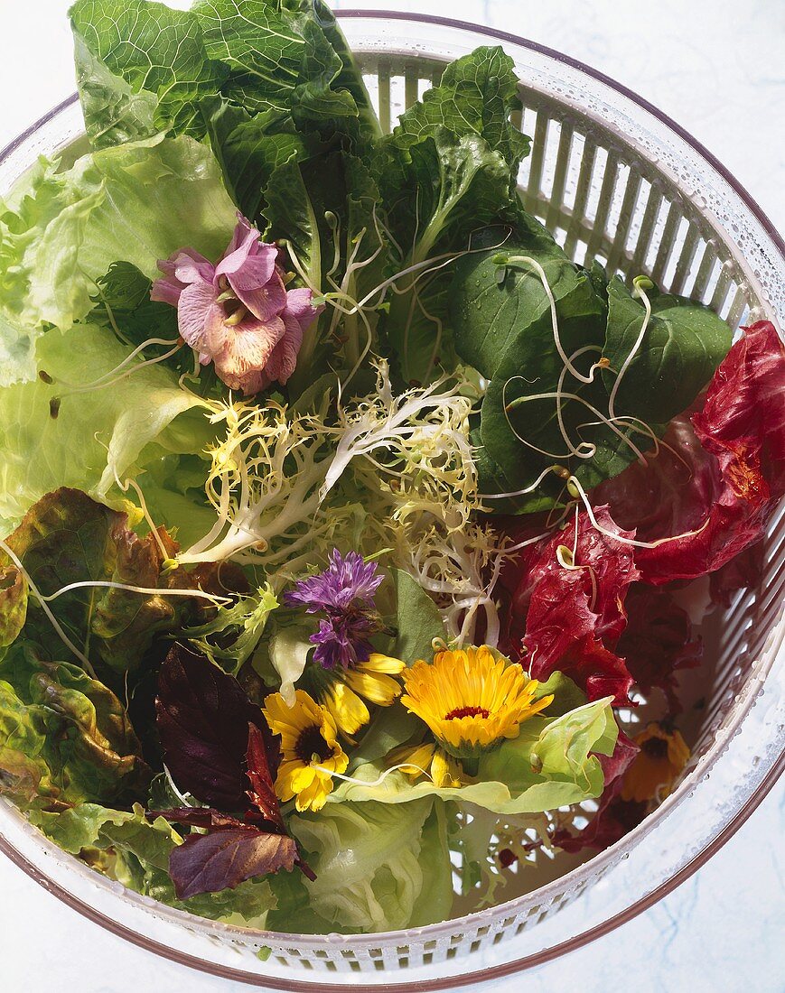 Gemischter Blattsalat mit Blüten & Sprossen in Salatschleuder