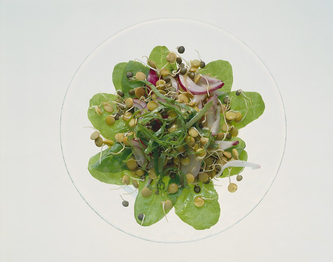 Lentil sprout salad with onions on spinach leaves