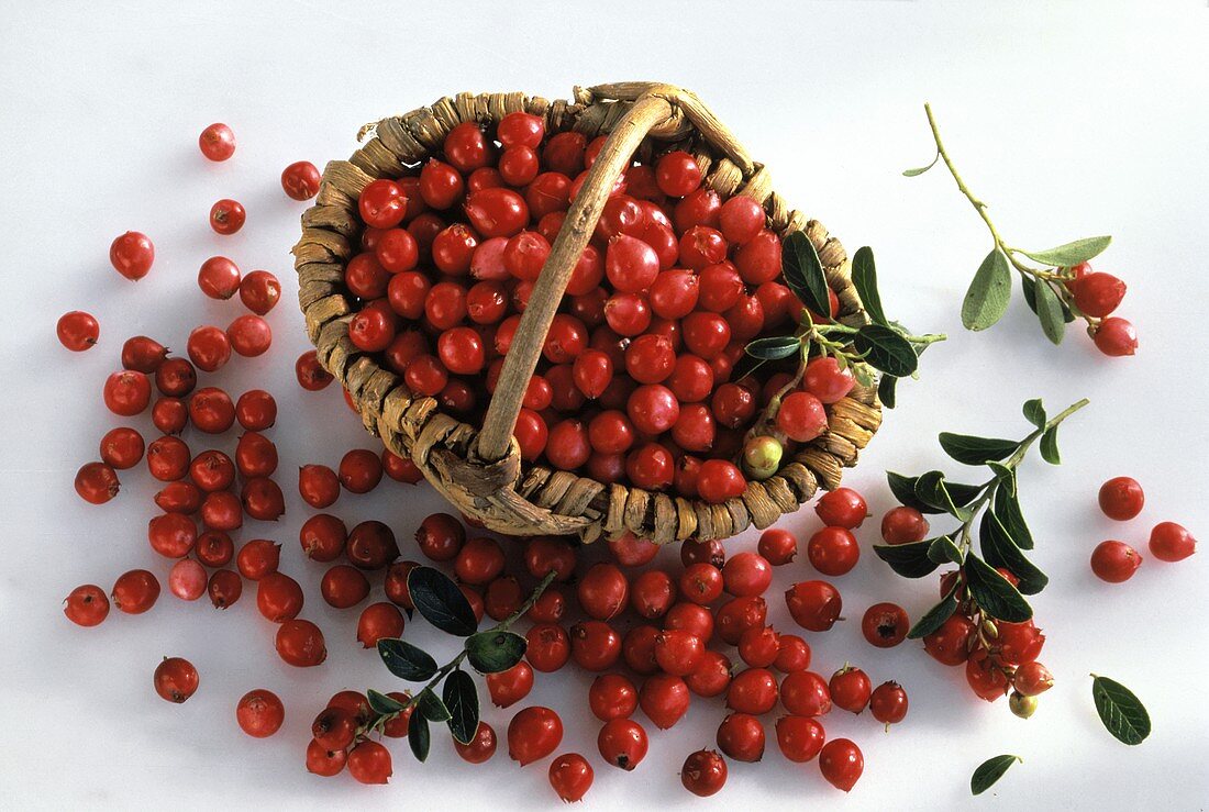Lingonberries in a basket