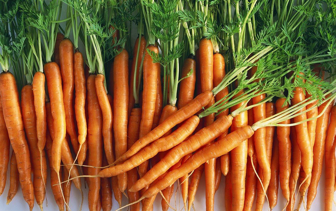 Lots of carrots with tops