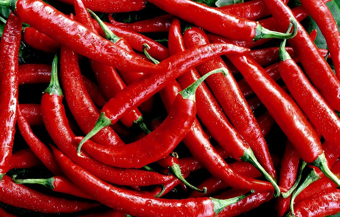 Viele rote Chilischoten mit Wassertropfen (Thai red)