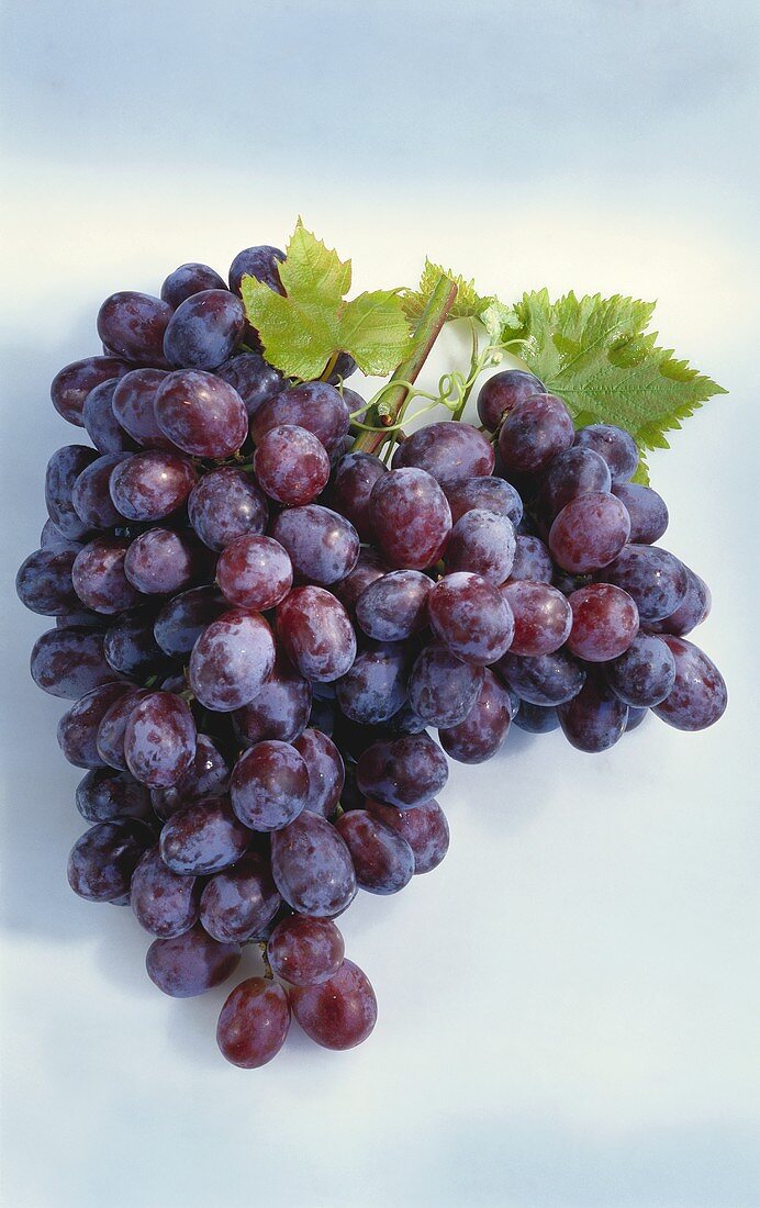 A Large Bunch of Purple Grapes