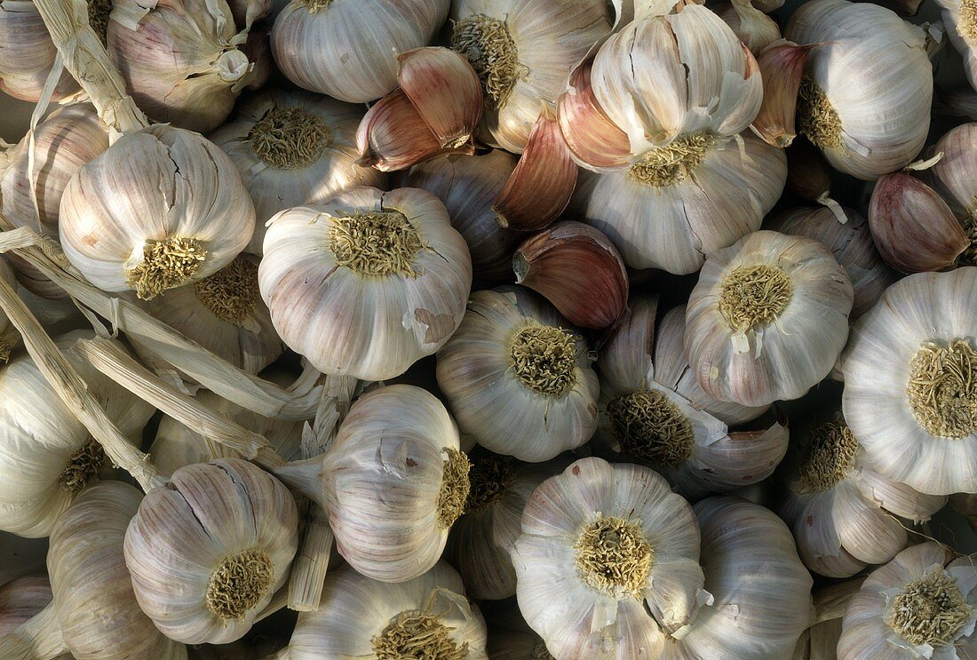 Many garlic bulbs and a few cloves of garlic