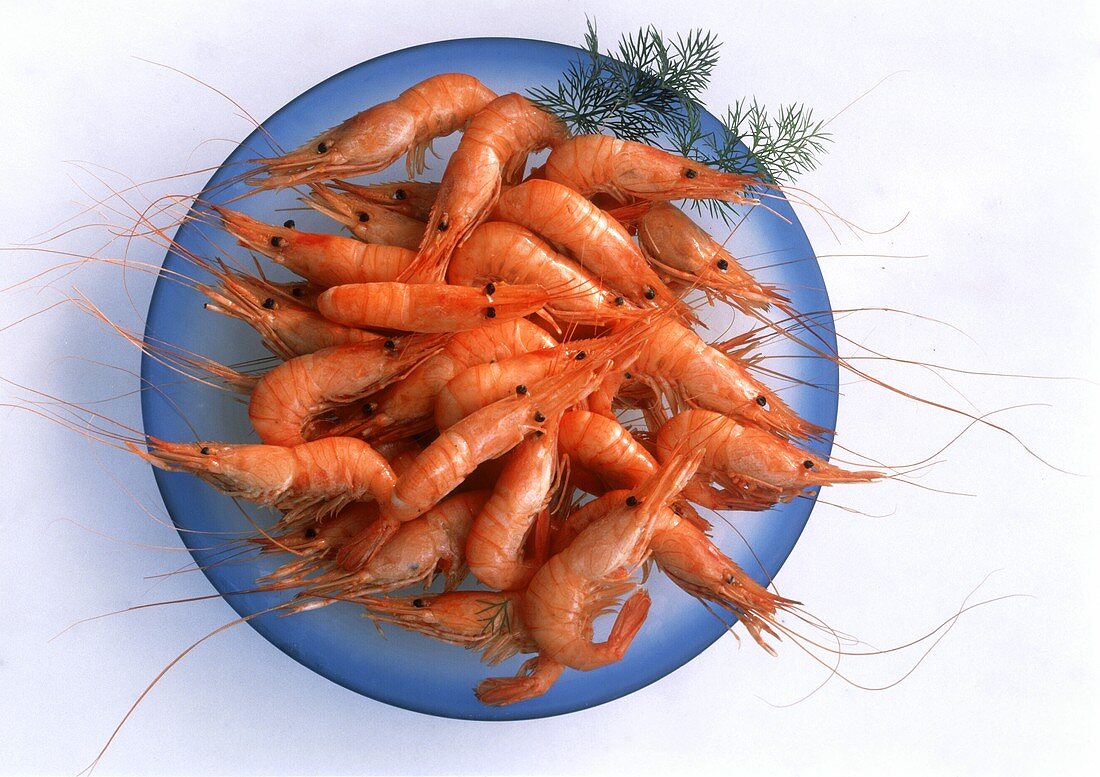 Several Prawn on a Plate
