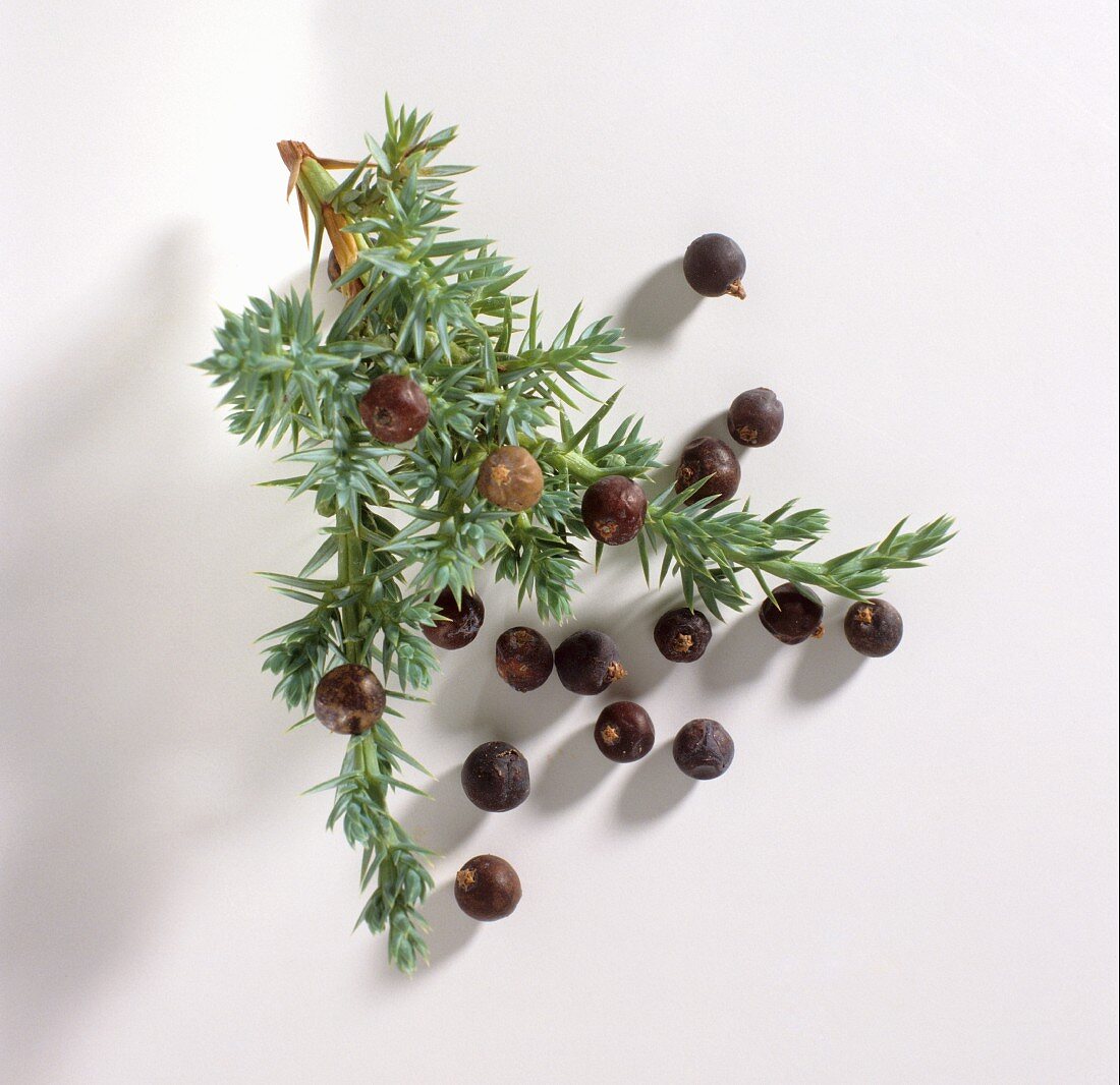 Piece of a Juniper Berry Bush