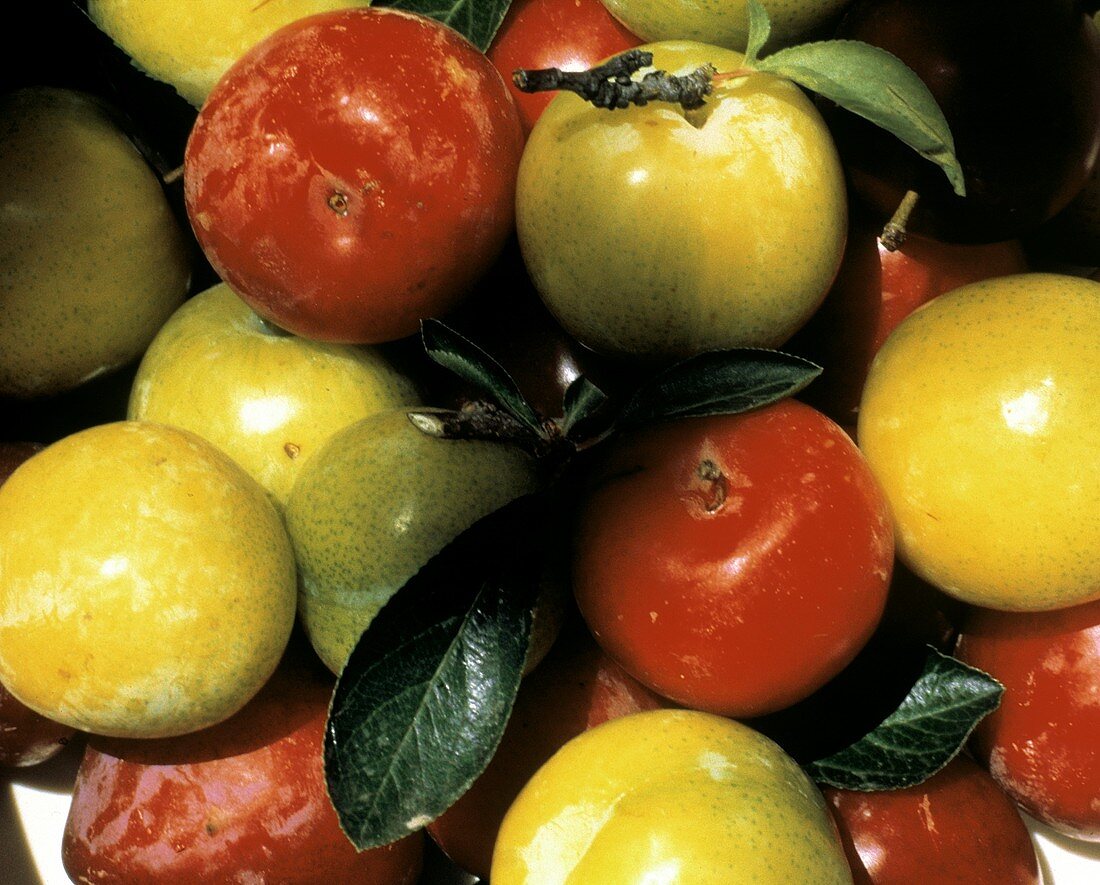 Many Red and Yellow Plums
