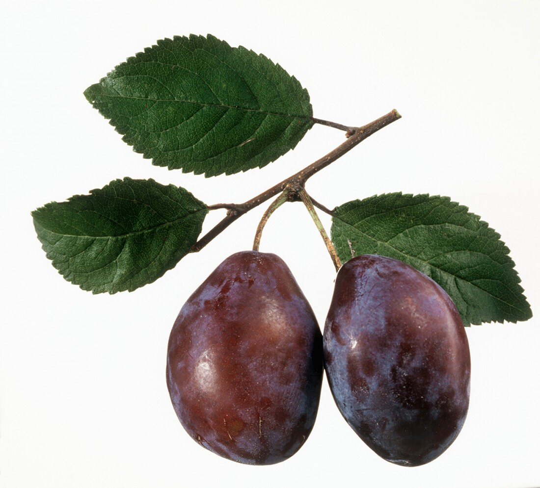 A Pair of Purple Plums