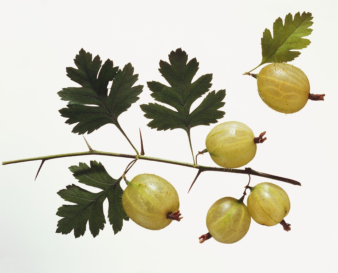 Gooseberries on a Branch