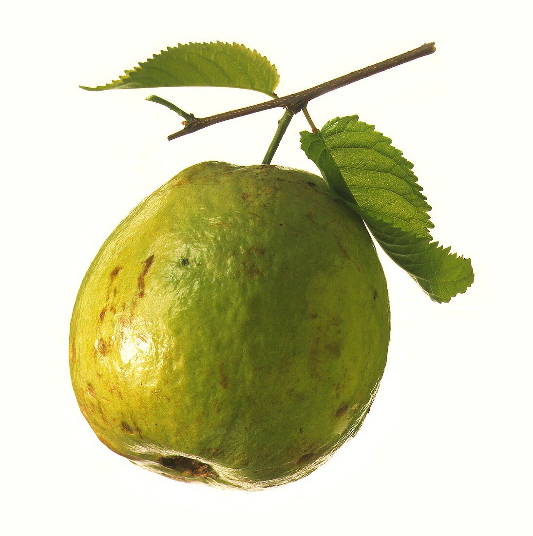 One Guava with Branch