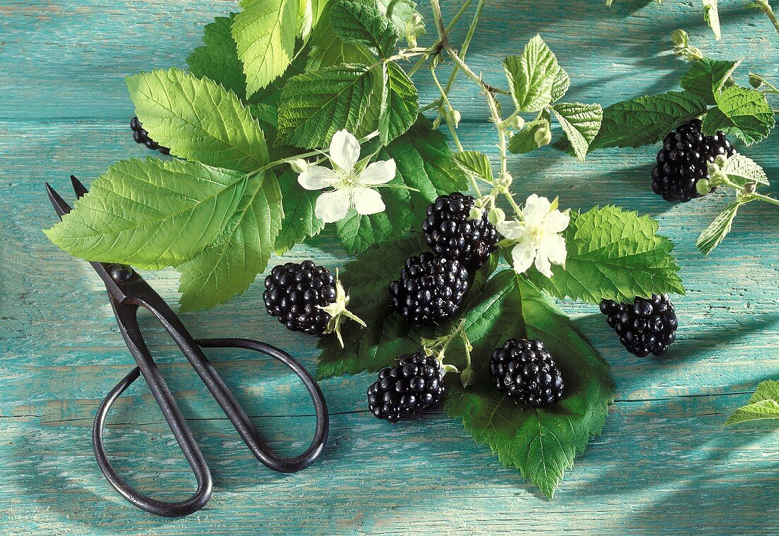 Brombeeren mit blühenden Zweigen & Schere