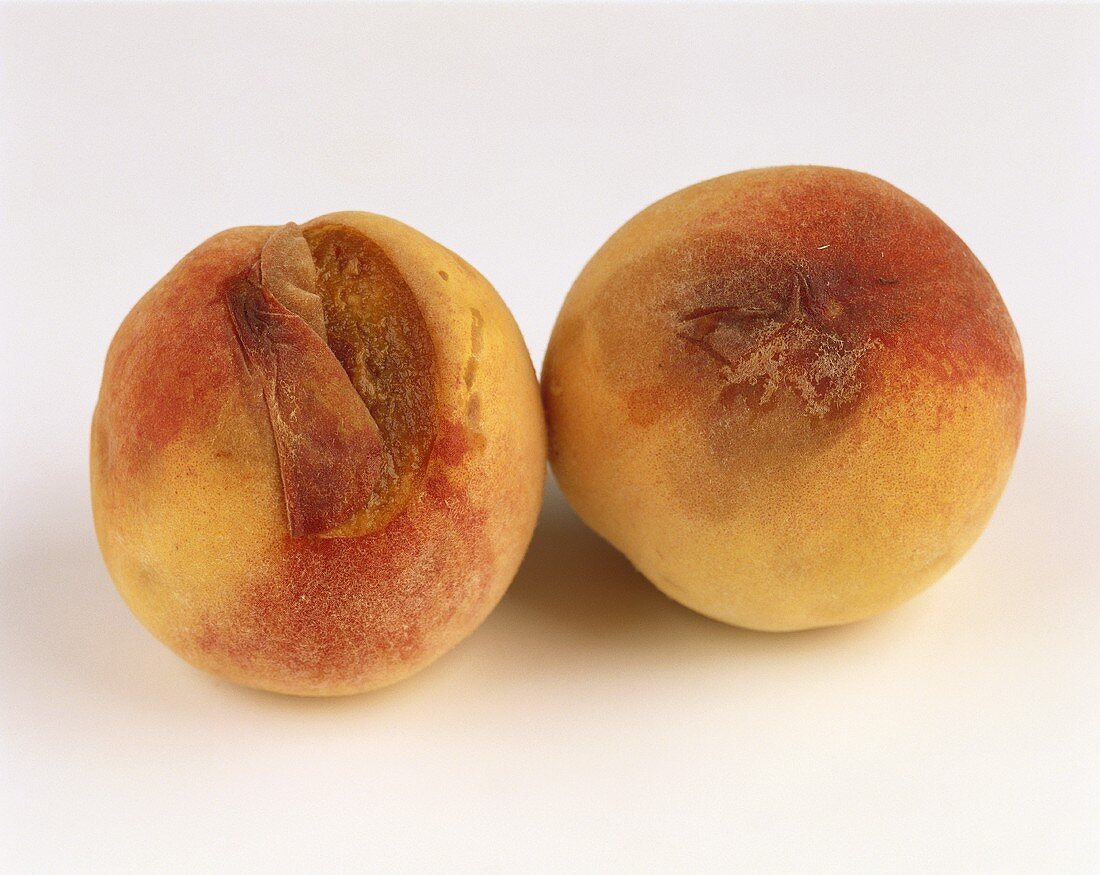 Two Moldy Peaches