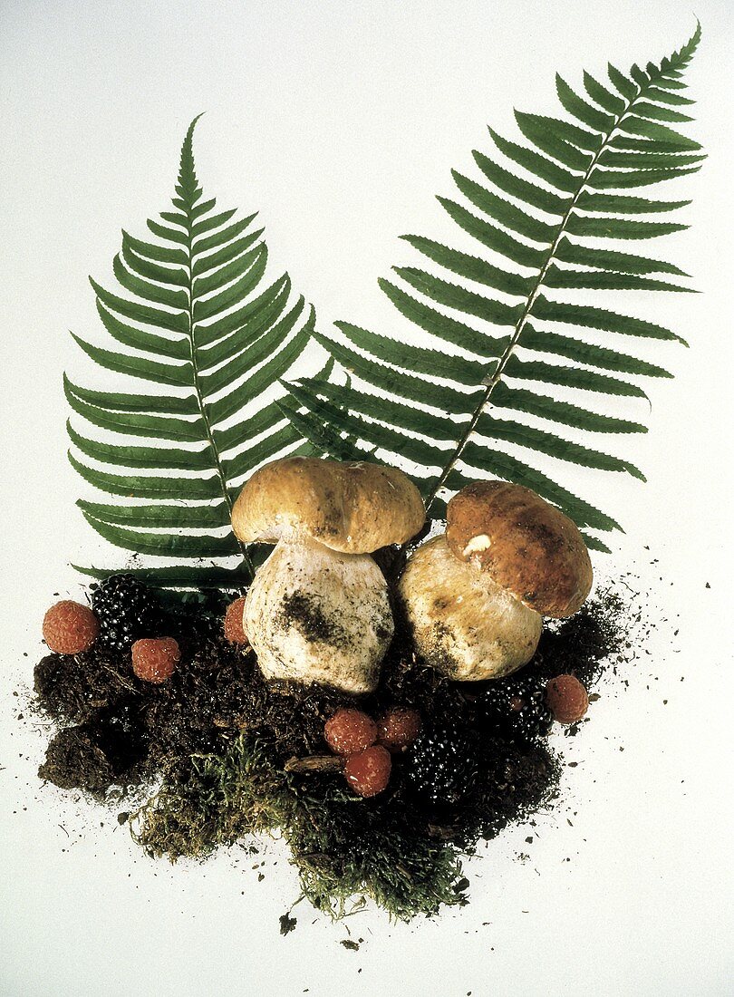 Cep Mushrooms with Soil and Ferns