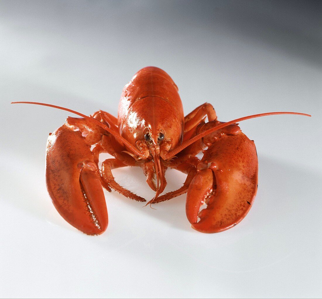 A Boiled Lobster