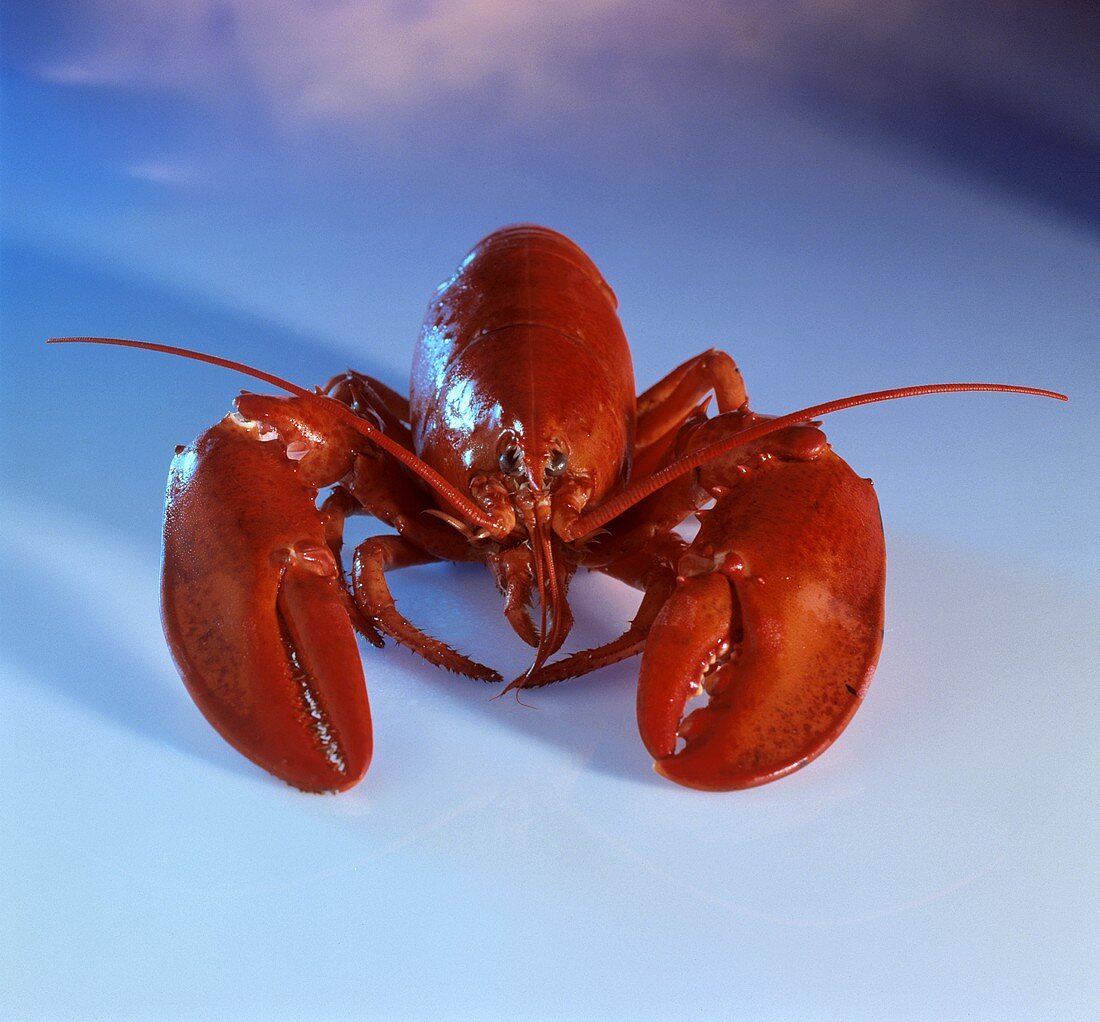 A Boiled Lobster