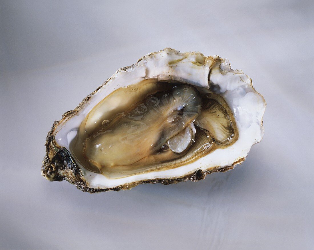 An Opened Oyster