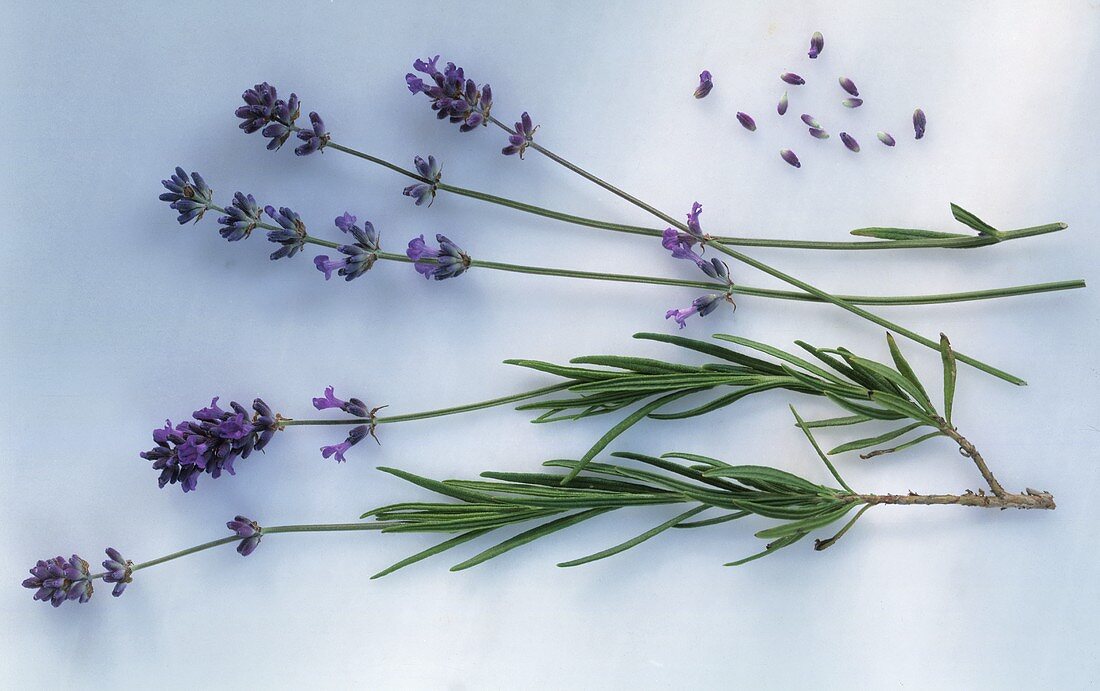 Lavendel, einige Stengel mit Blättern & Blüten