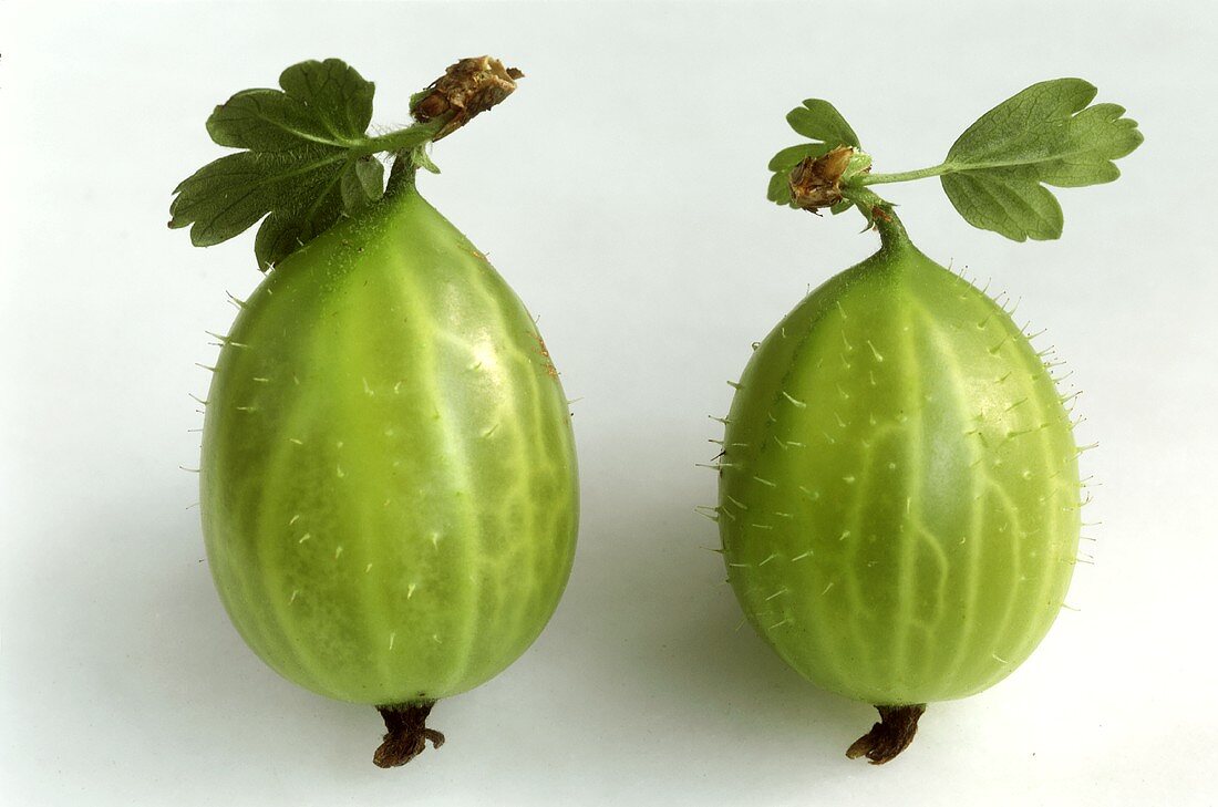 Two Gooseberries