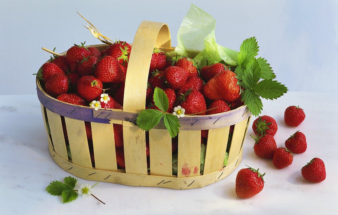 Viele frische Erdbeeren mit einigen Blättern im Spankorb