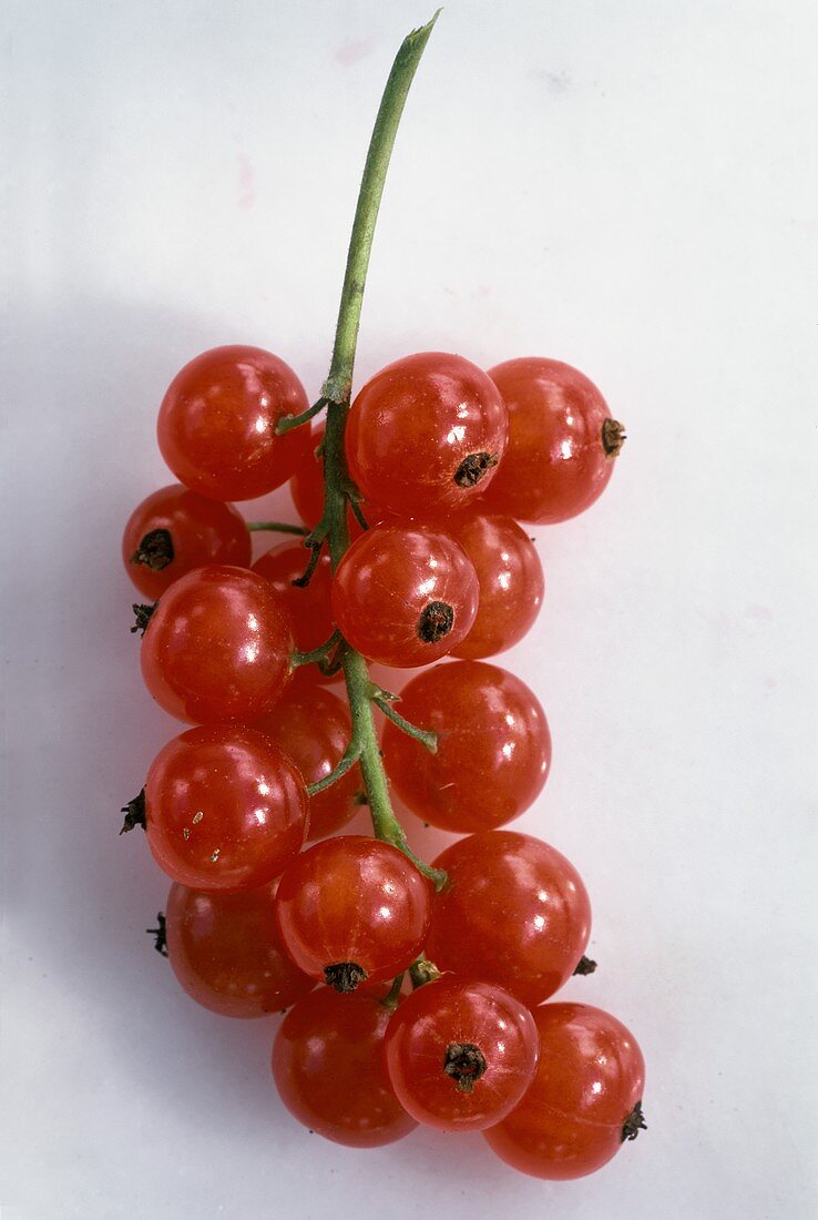 Rote Johannisbeeren auf hellem Untergrund