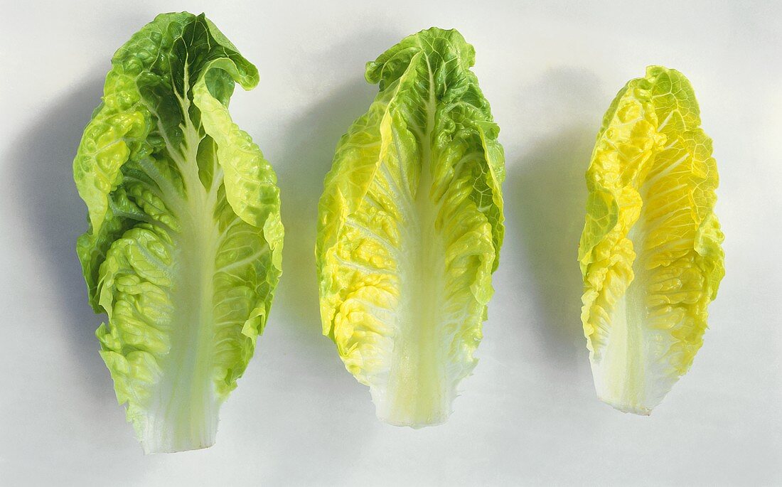 Romaine lettuce, three individual leaves side by side