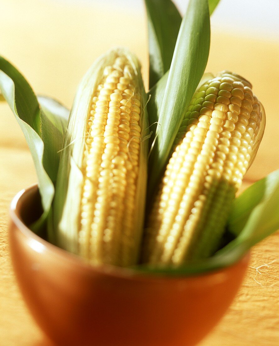 Two Corn Cobs in a Flower Pot