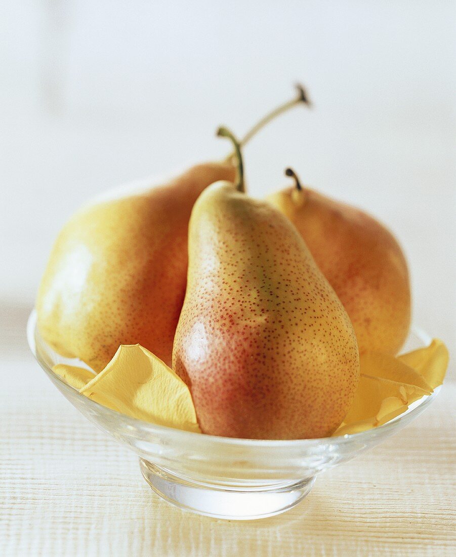 Three whole yellow & red pears on rose petals in glass bowl