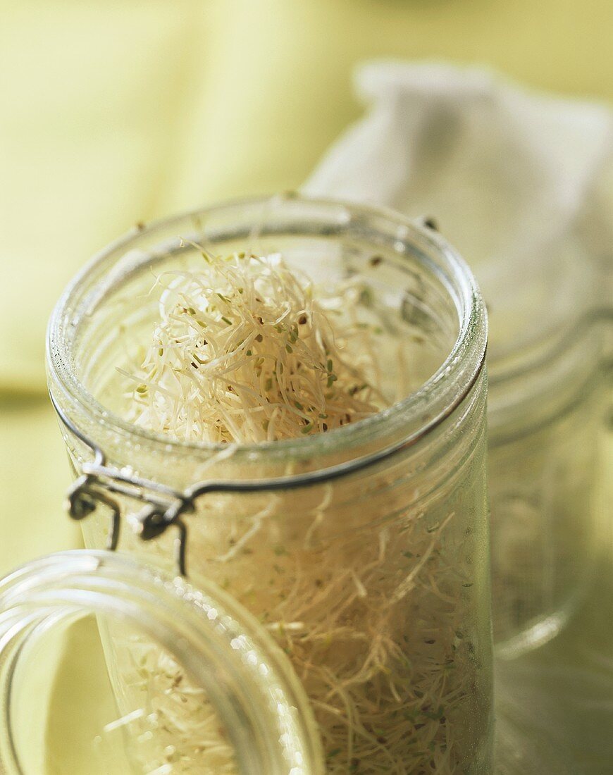 Home-grown alfalfa sprouts in opened preserving jar