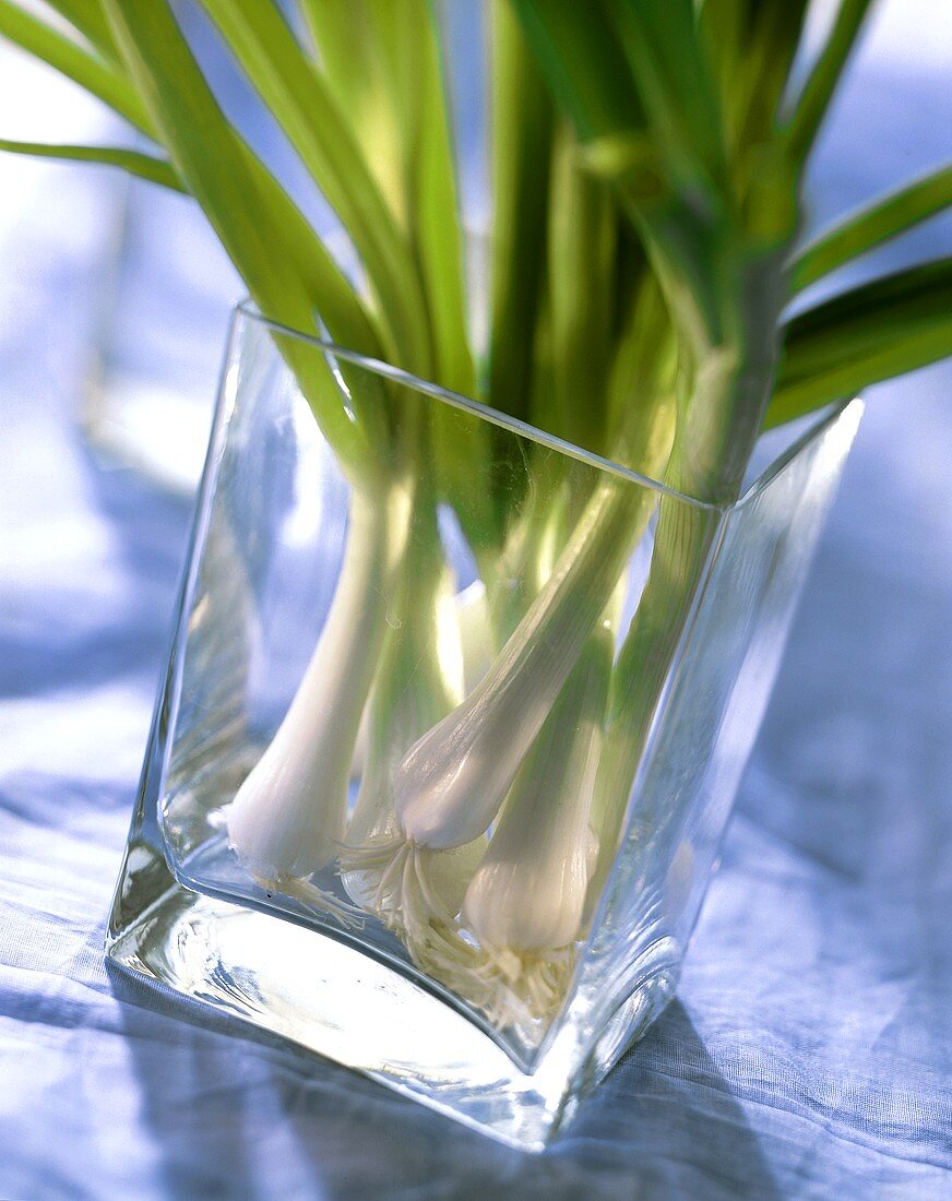 Mehrere frische Frühlingszwiebeln in einem Glas