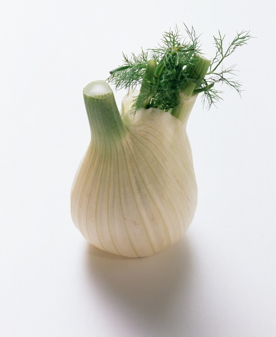 Fennel with foliage on white background