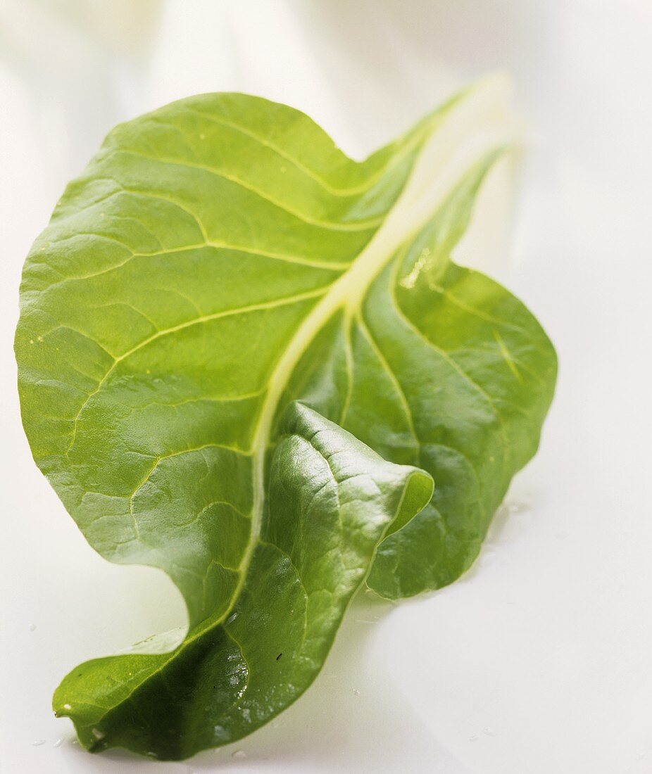 A beet leaf with short stalk on light background