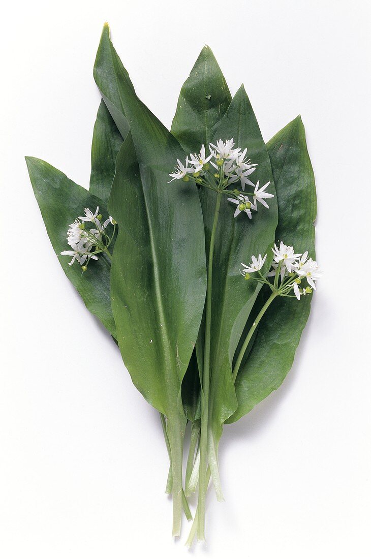 Ramsons (wild garlic), leaves & flowers on white background