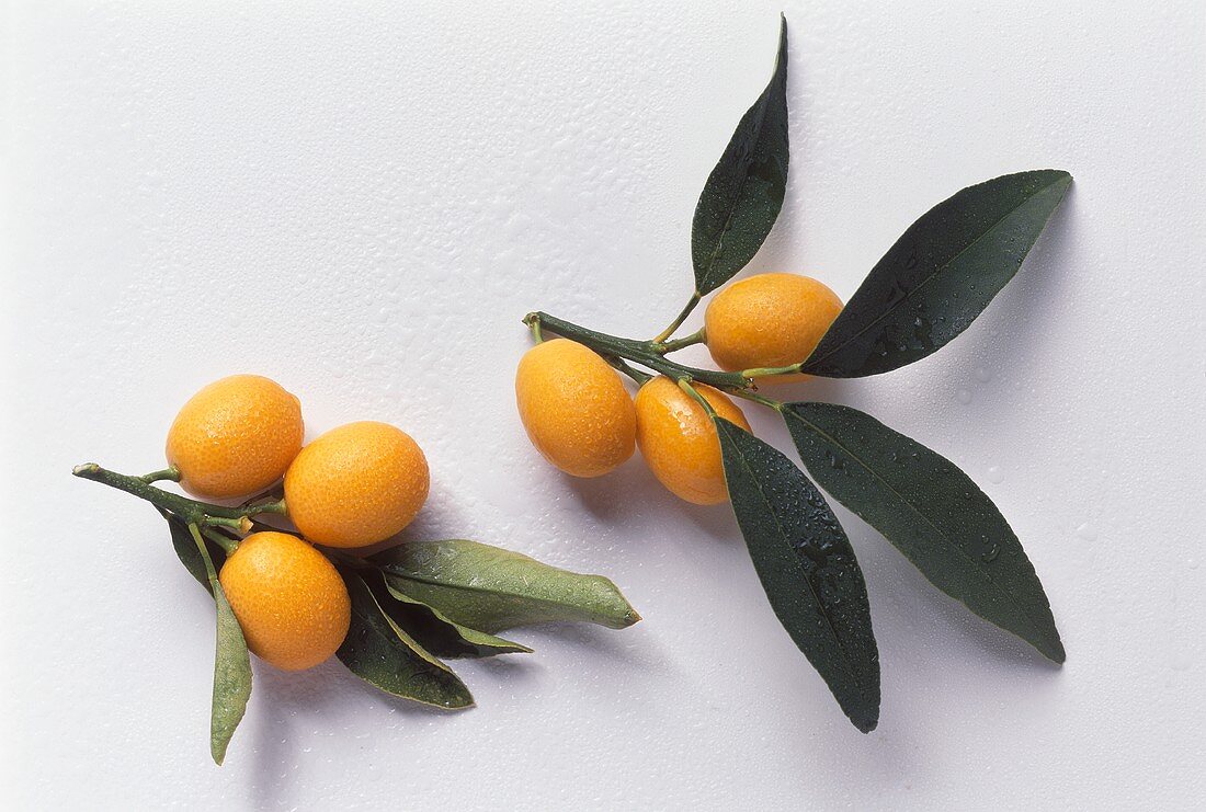 Kumquats on Branches