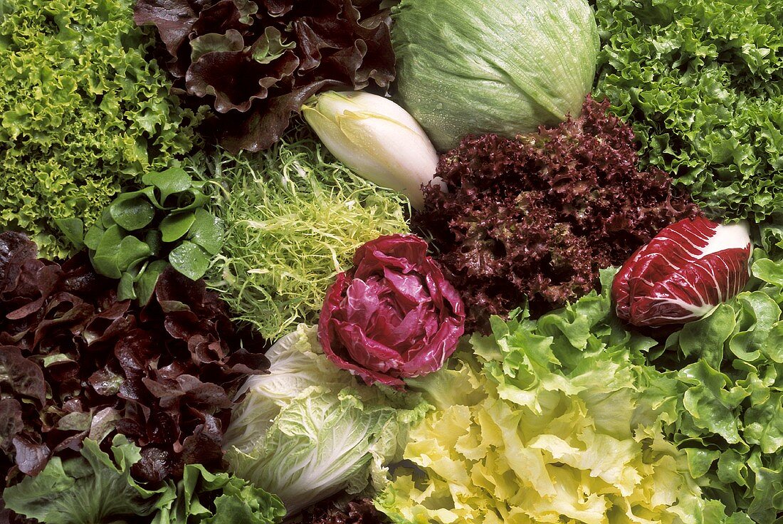 Lettuce Varieties