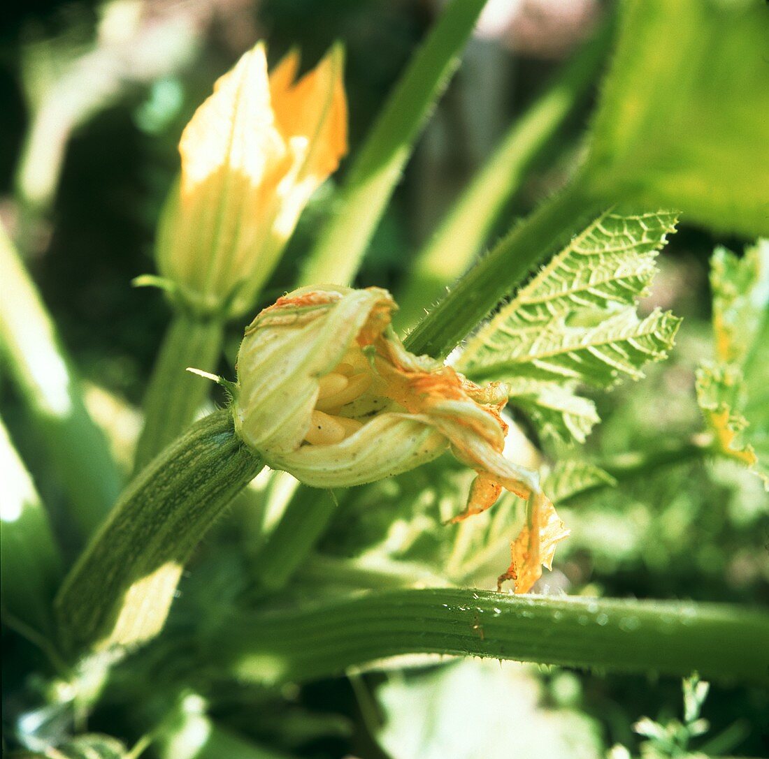 Kleine Zucchini mit Zucchiniblüten an der Pflanze am Feld