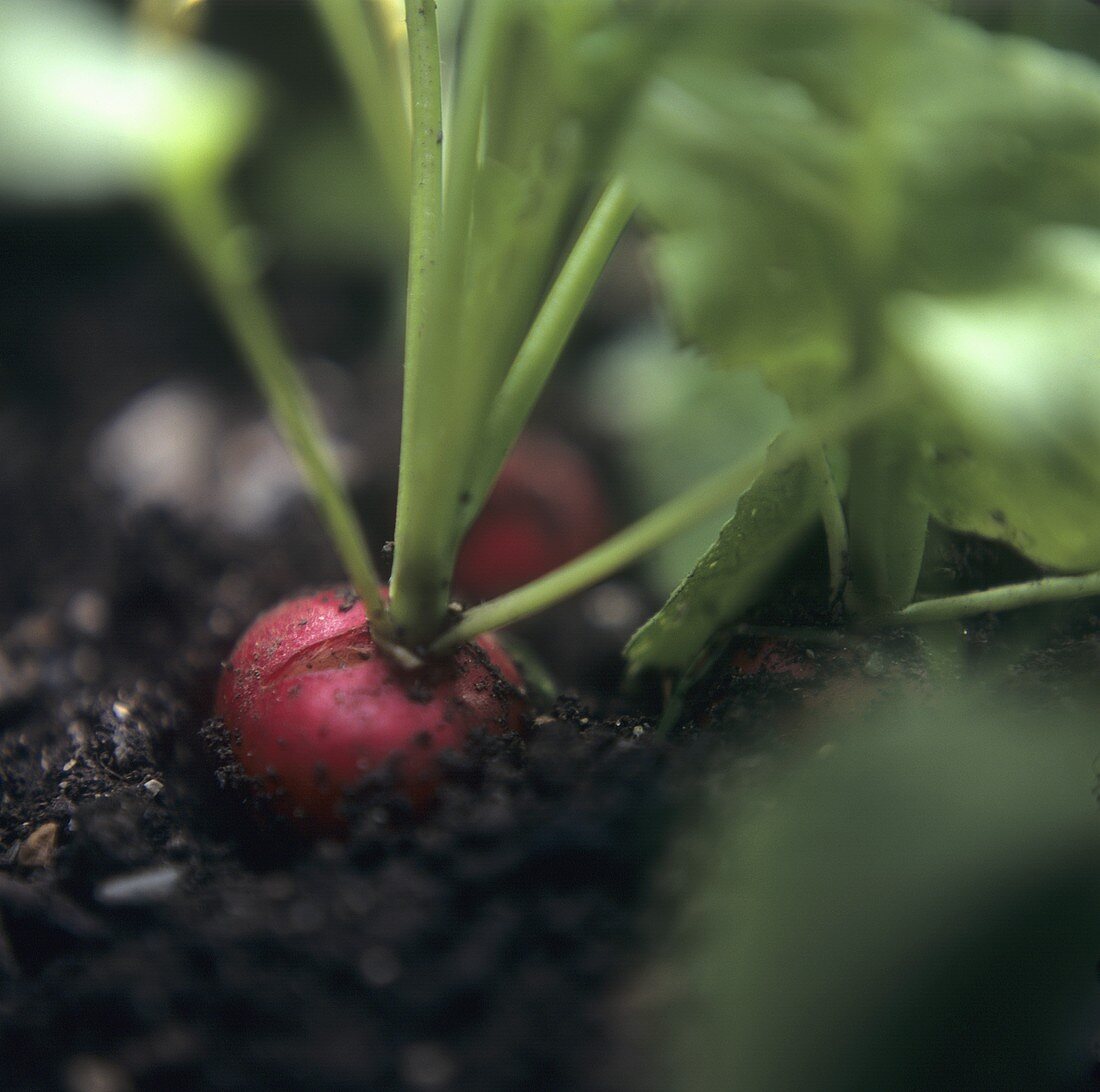 Radishes in the soil in the field