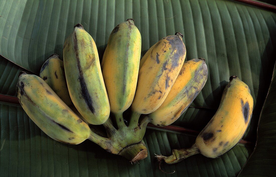 Apple bananas on a banana leaf