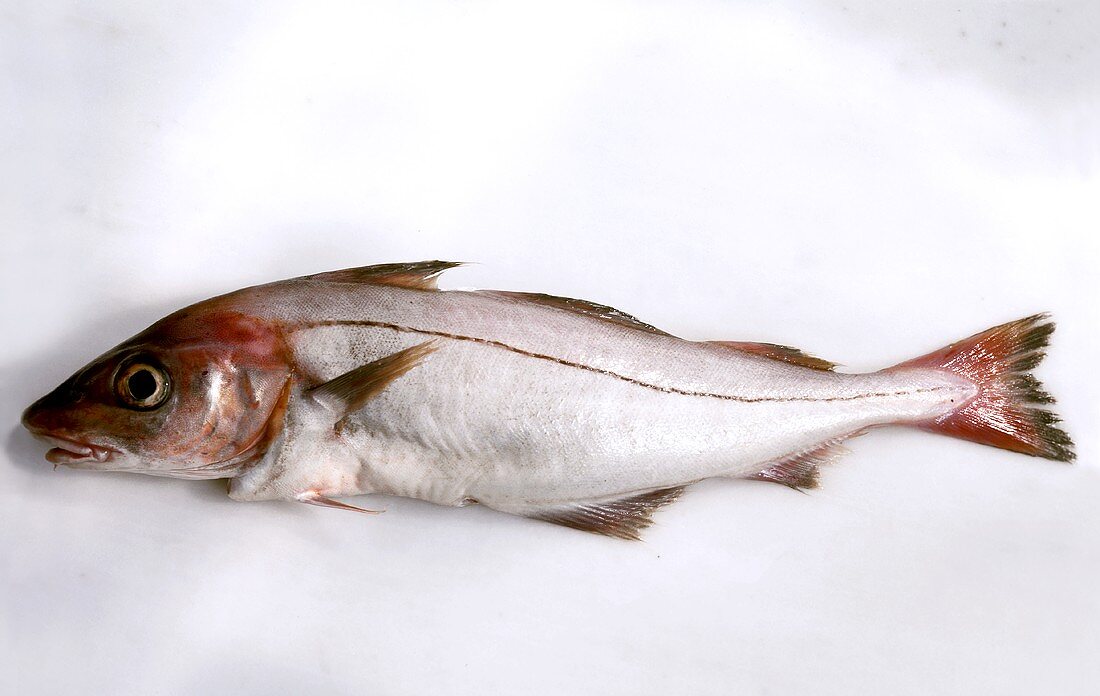 A fresh haddock