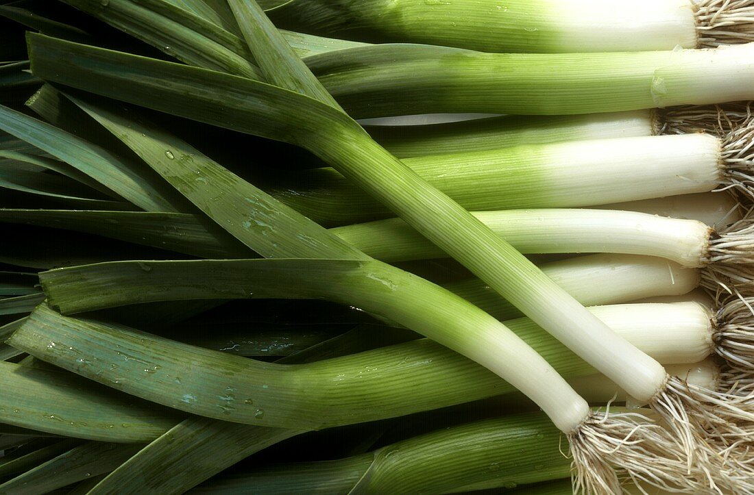 Many leeks with drops of water (close-up)