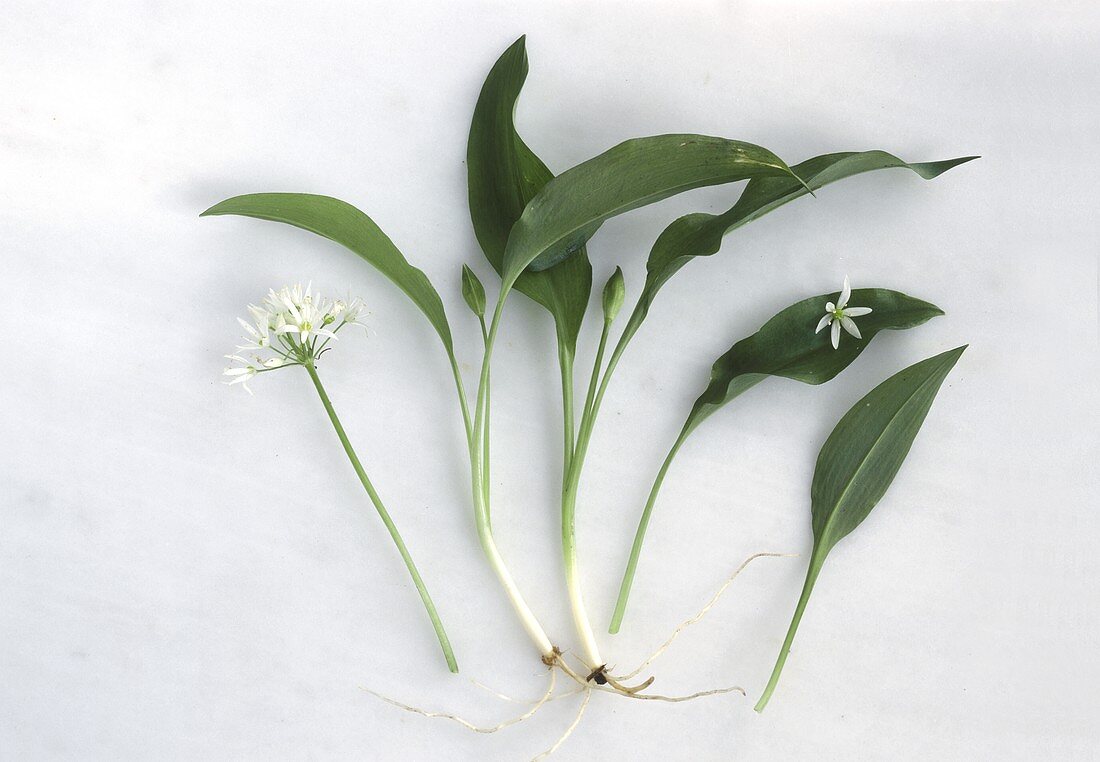 Ramsons (wild garlic) single leaves & white flowers